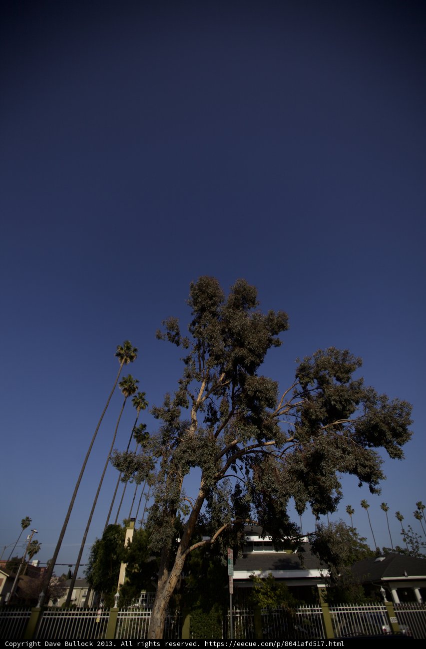 Beautiful Tree Against Blue Sky