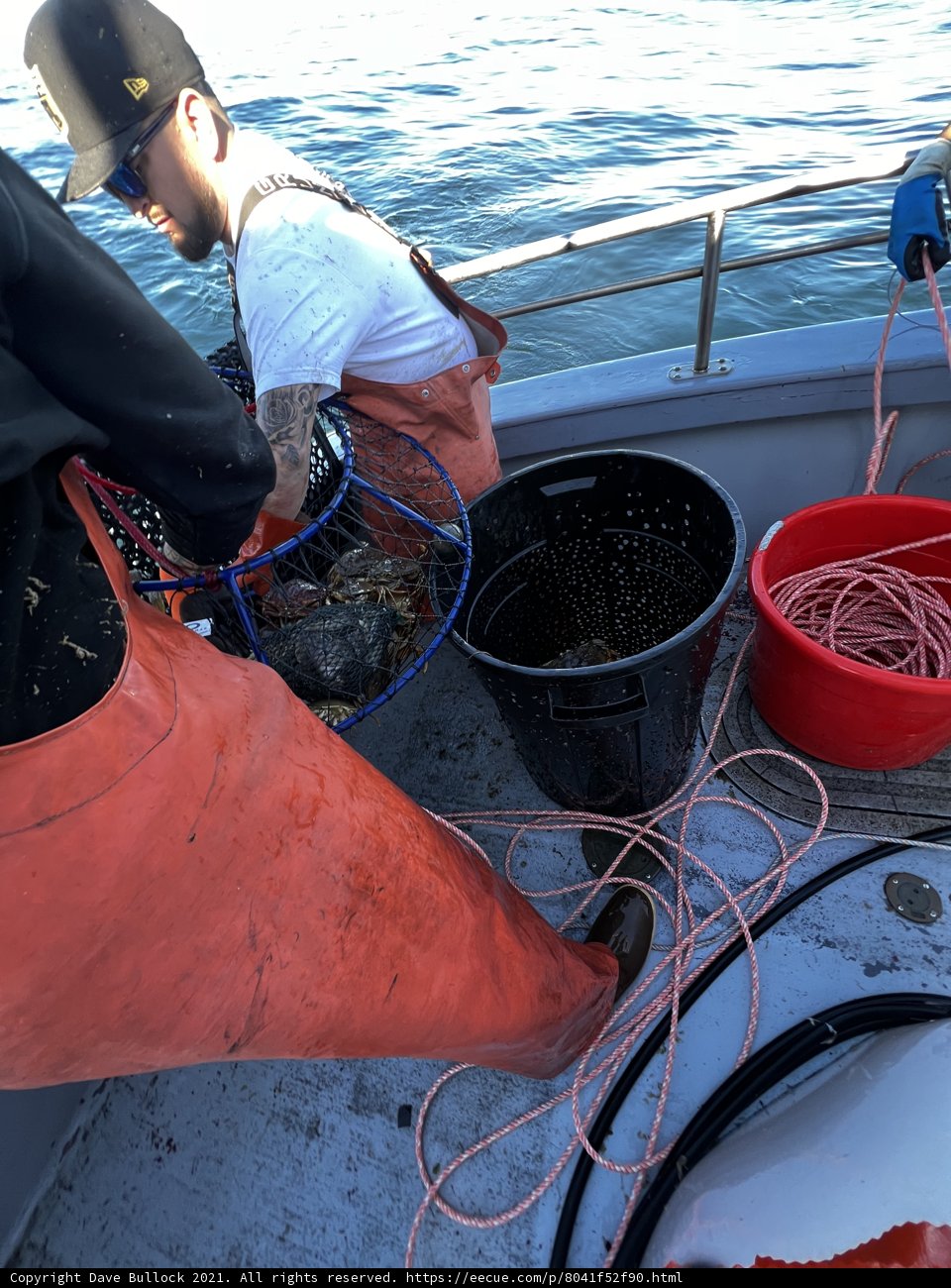 Crab Catchers of the Gulf