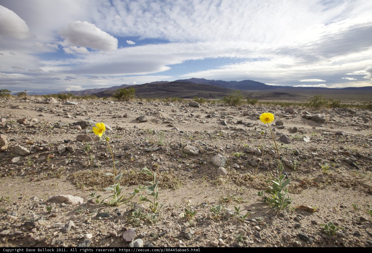 Two Yellow Flowers in a Field