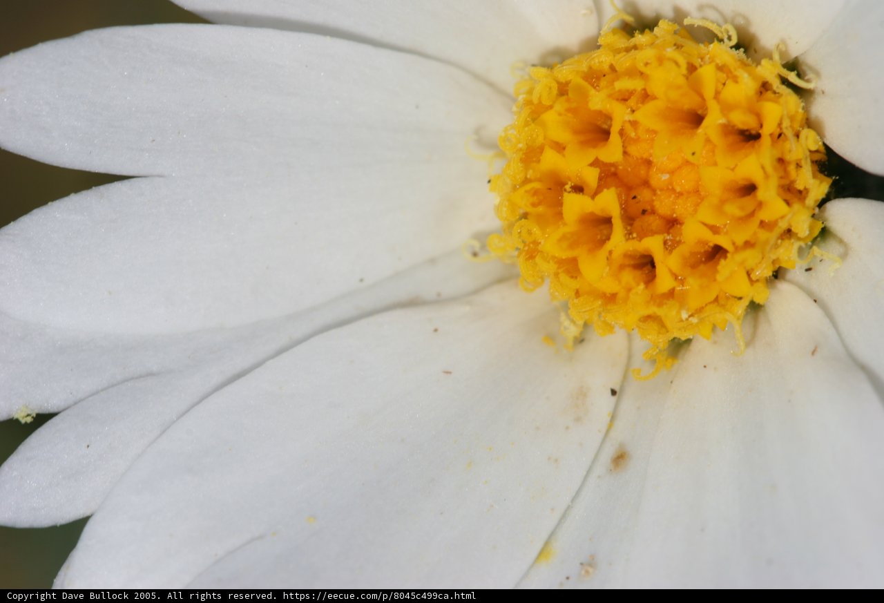 White Daisy Flower with Yellow Center