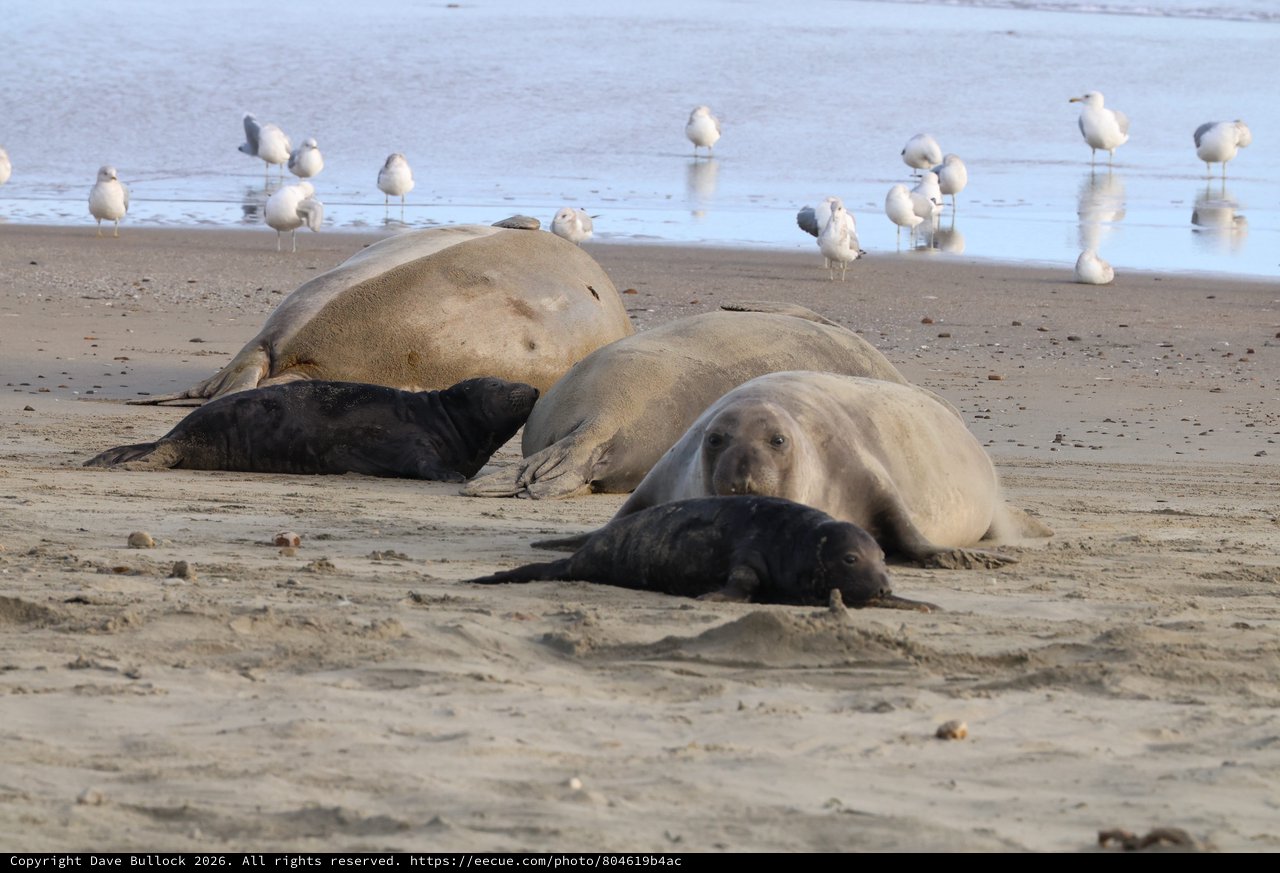 Elephant Seals Resting on Drakes Beach with Seagulls