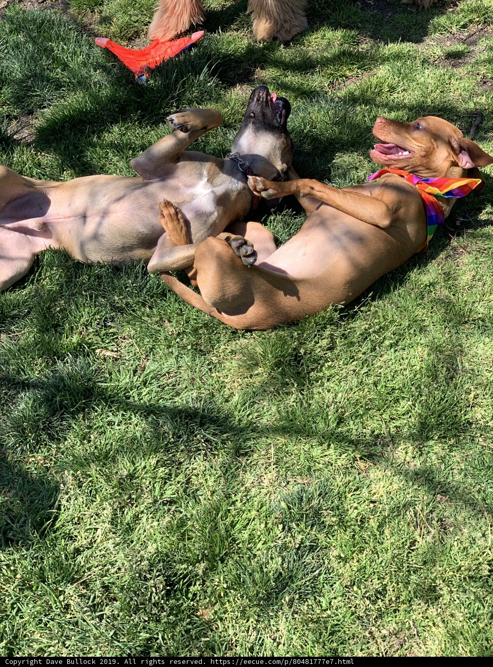 Relaxing Afternoon for Two Canine Companions