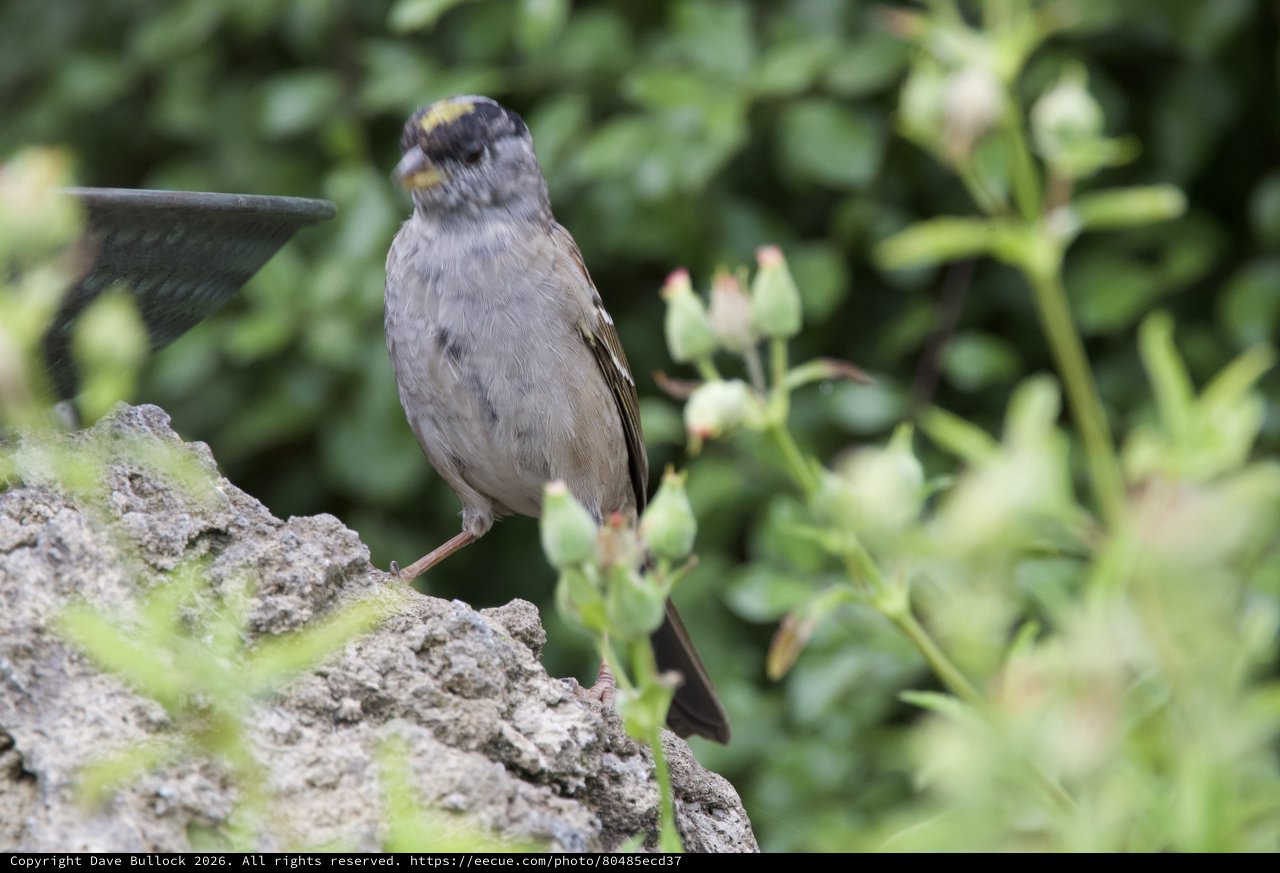 Golden-Crowned Sparrow Perched on Mossy Garden Rock