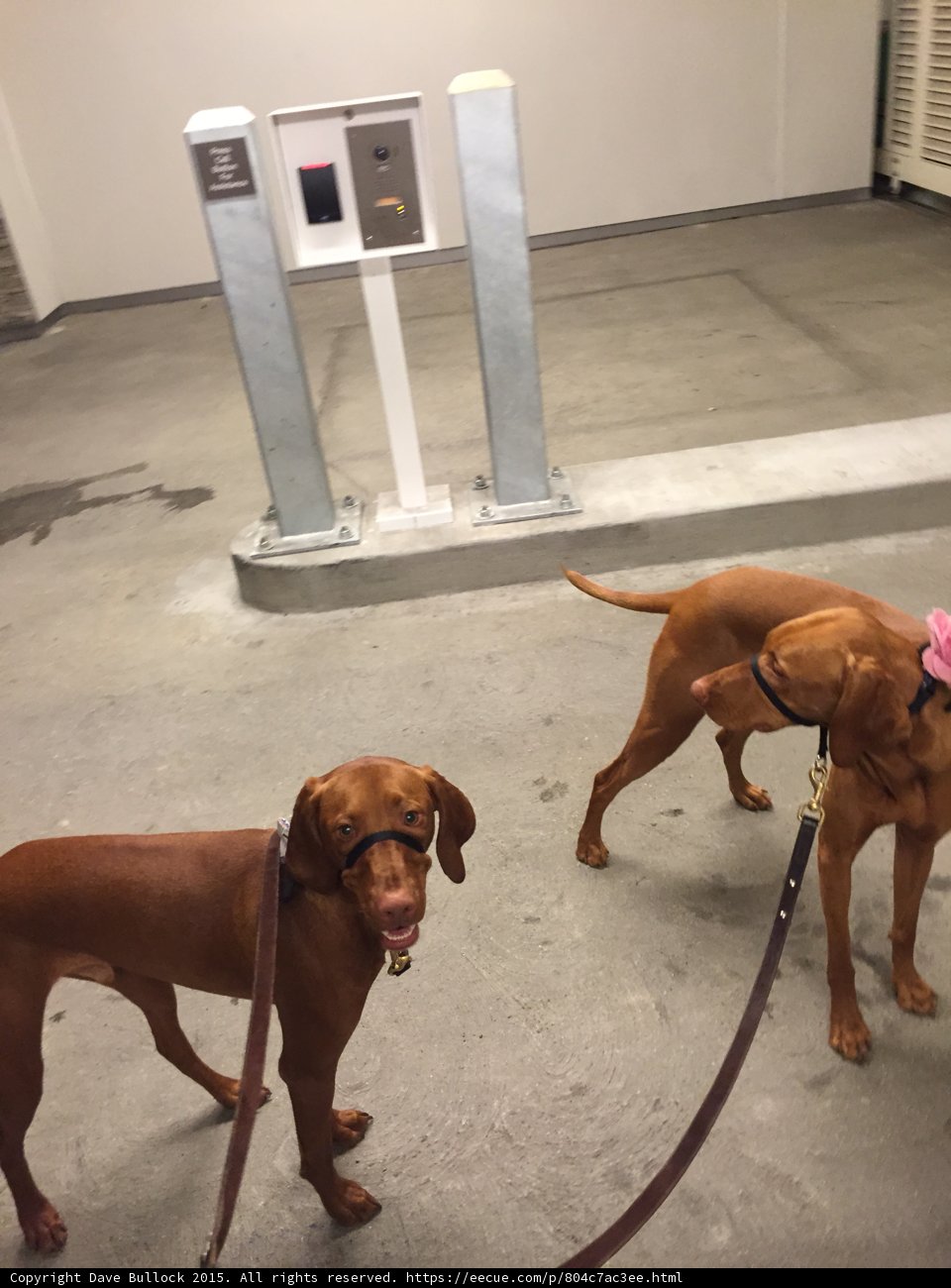 Vizsla Pair in Garage