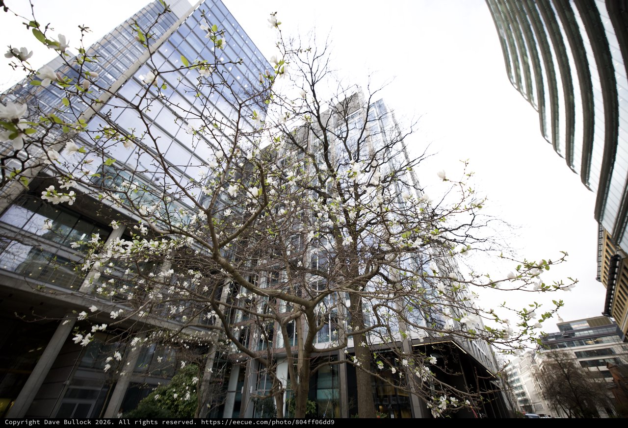 Spring Blossoms Against Modern London Architecture