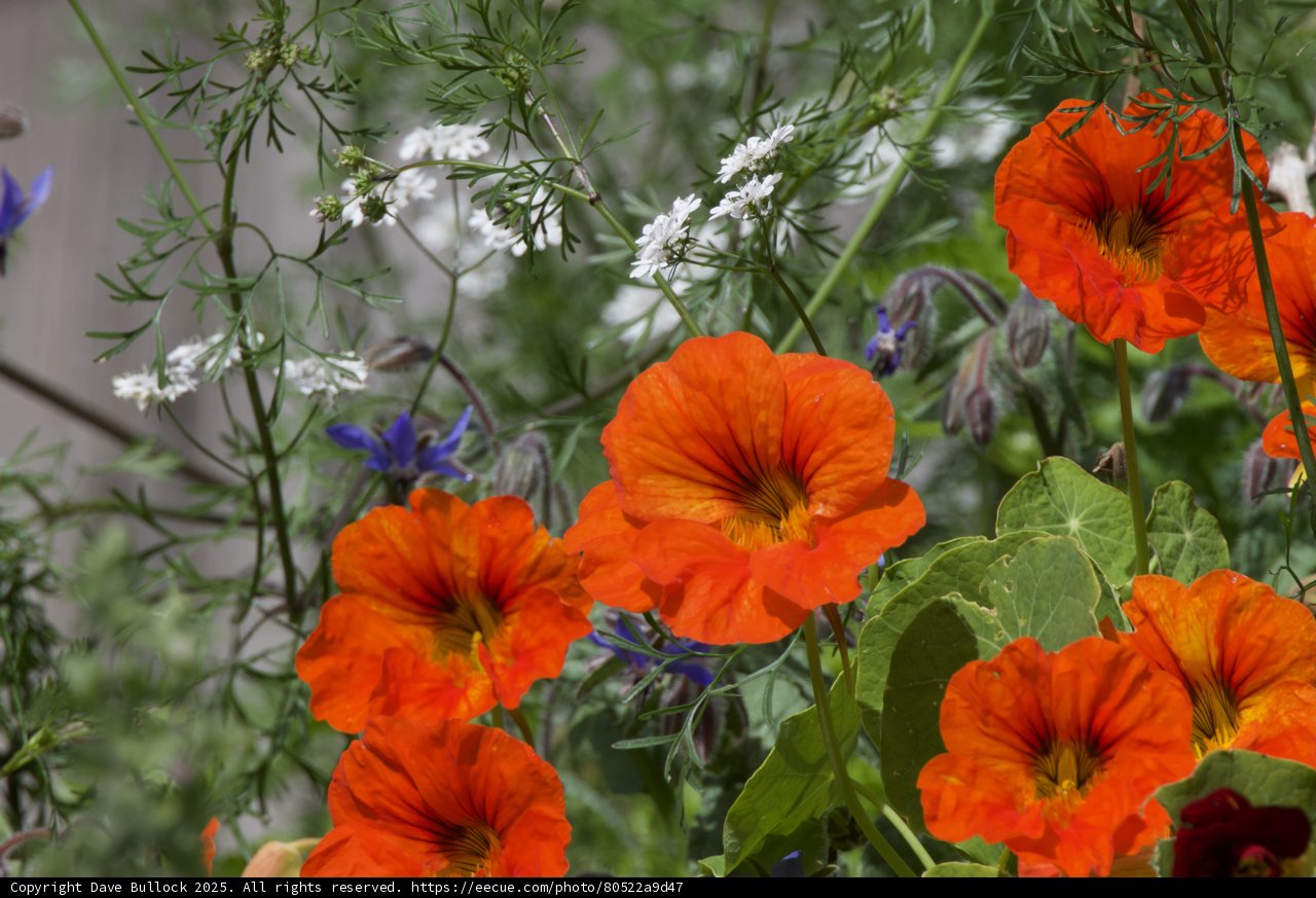 Spring Symphony