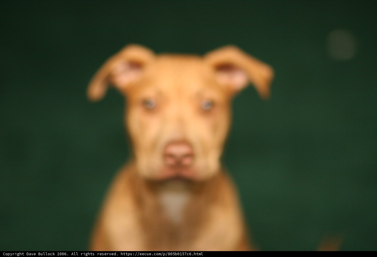 Fierce and Focused Pitbull