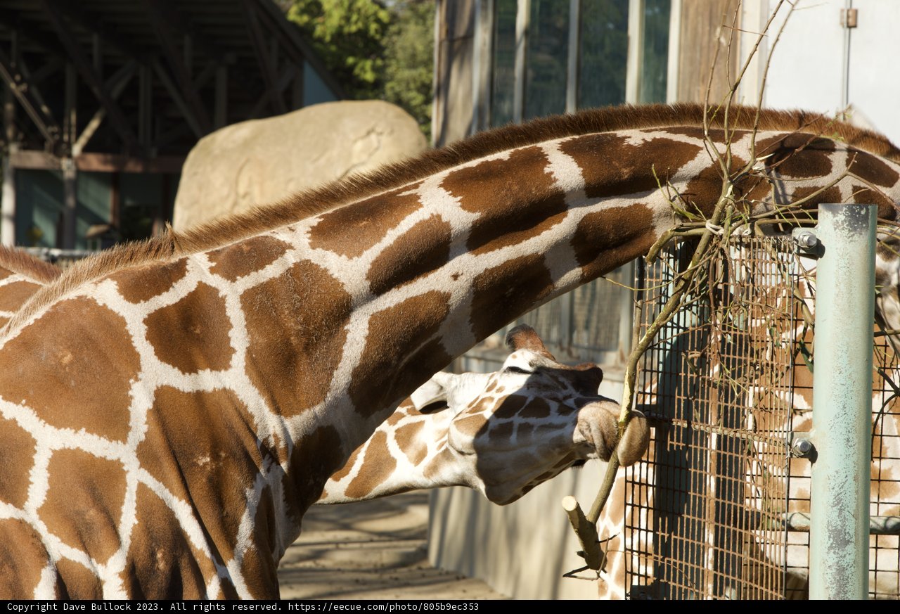 Giraffe: A Gentle Giant at SF Zoo