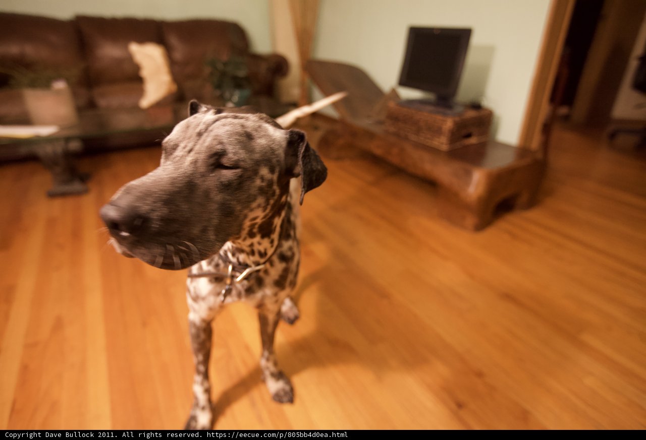Paws on the Hardwood