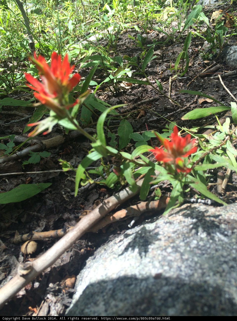 The Petite Red Flower on a Rocky Terrain