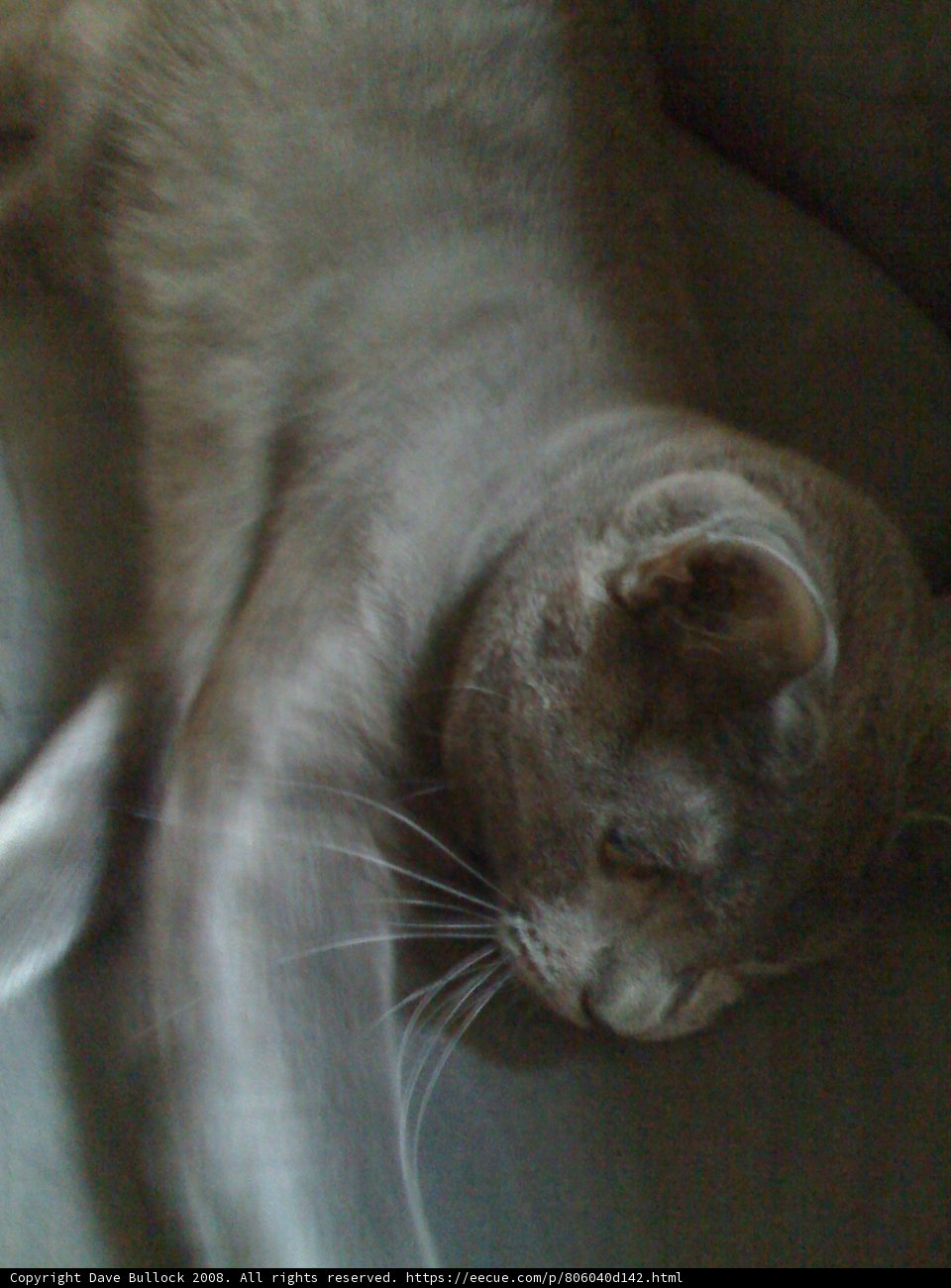 Couch Potato Cat