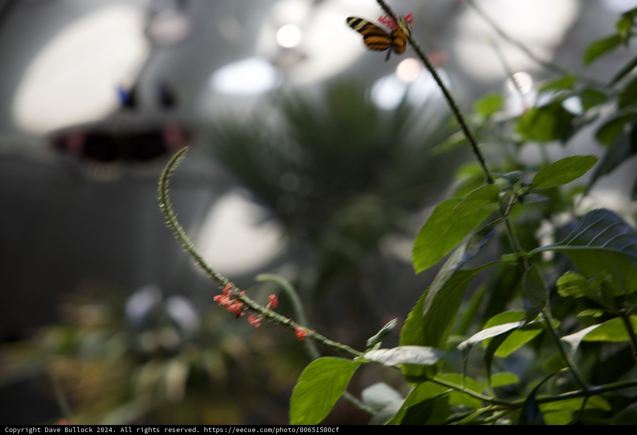 Butterfly Bliss at California Academy of Sciences, 2024