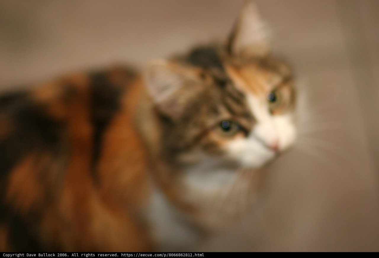 Feline Focus