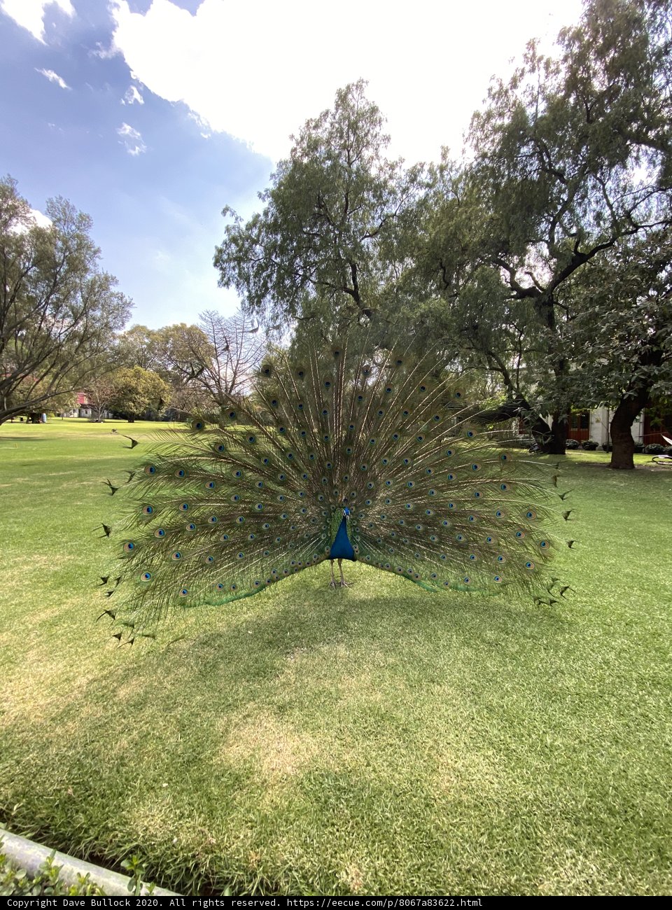 Majestic Peacock in the Grove