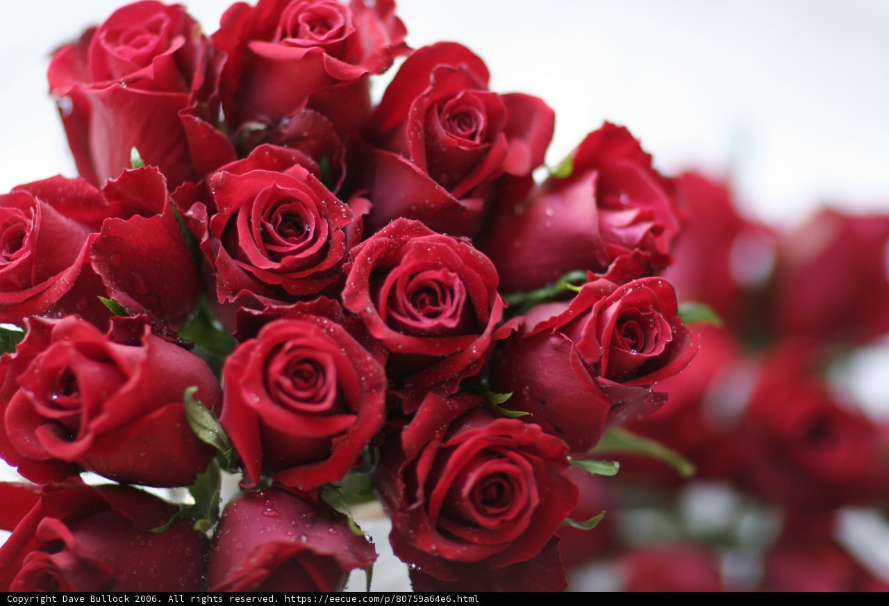 A Stunning Bouquet of 14 Red Roses