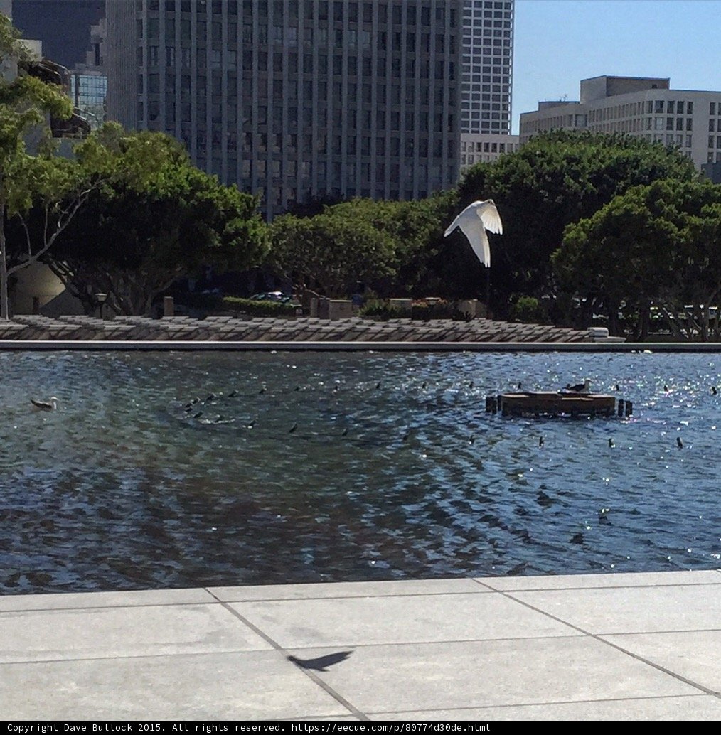 Bird Over DWP Fountain