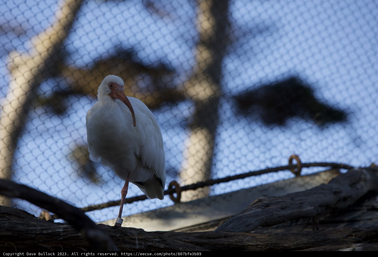 The Serene Sentinel at SF Zoo, November 2023