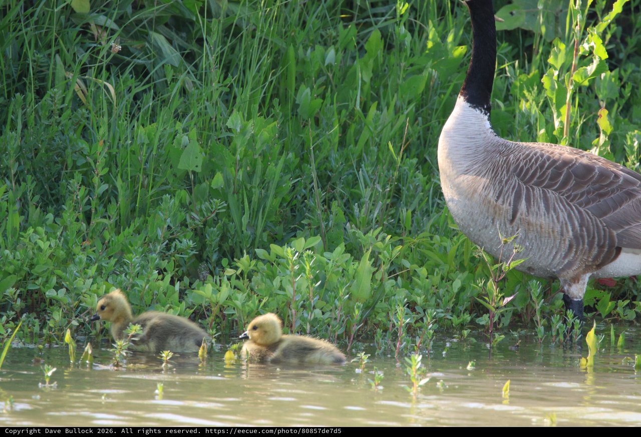 Canada Goose with Goslings in Wetland Habitat