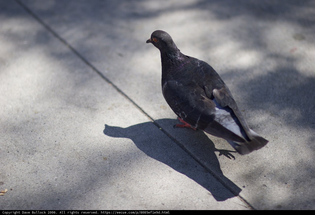 Sidewalk Stalker