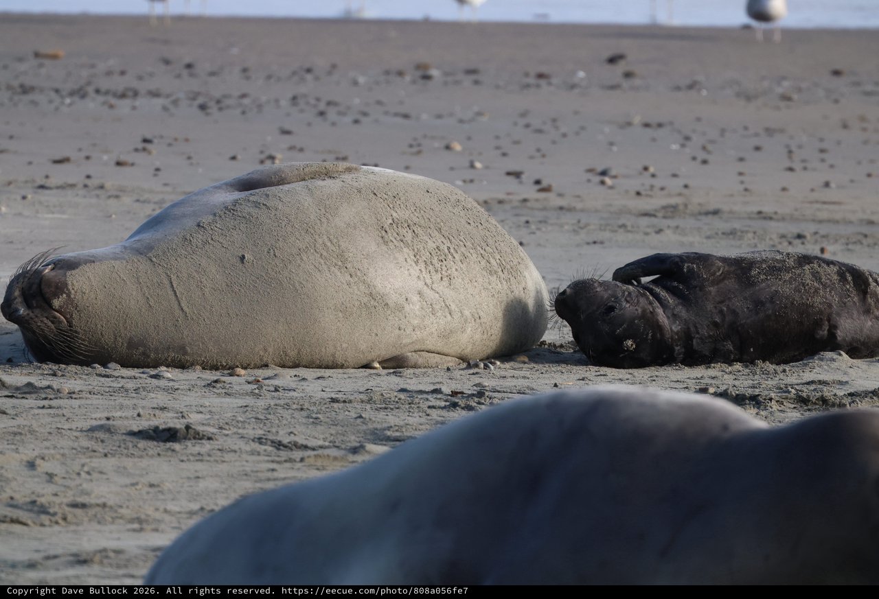 Elephant Seal Mother and Newborn Pup Resting on Beach