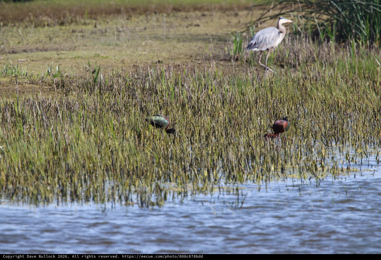 Heron and Ibises Foraging in Wetland Marsh