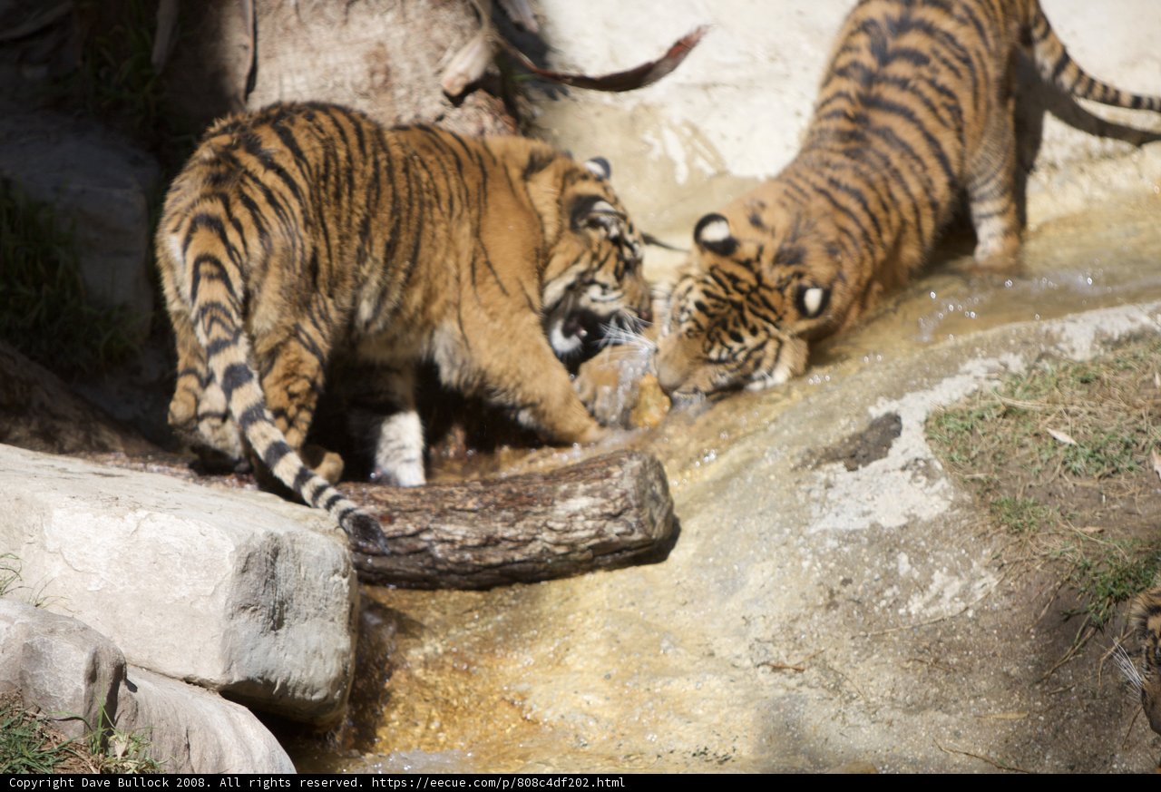 Two Tigers Splashing Around