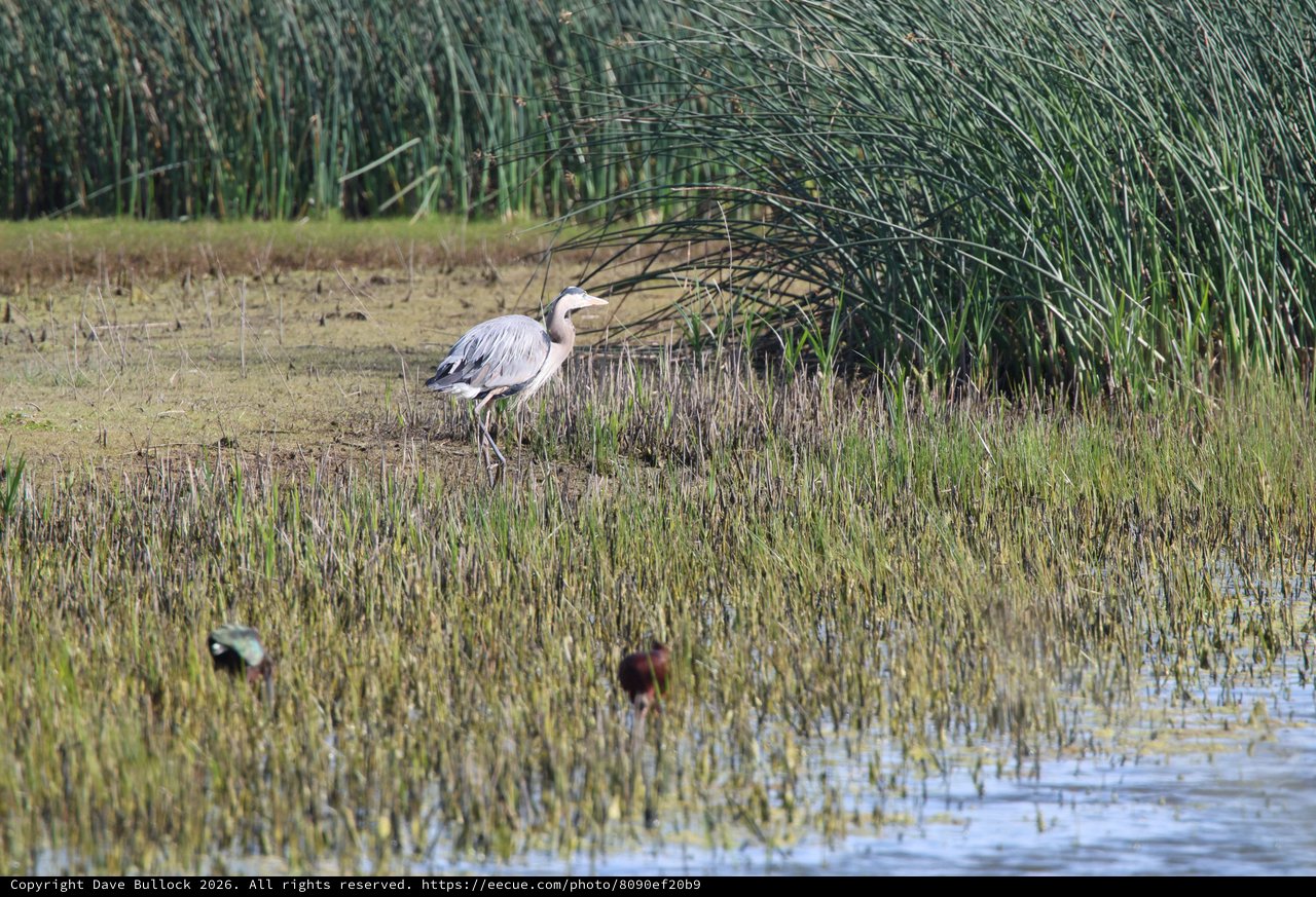 Great Blue Heron Hunting in Wetland Marsh