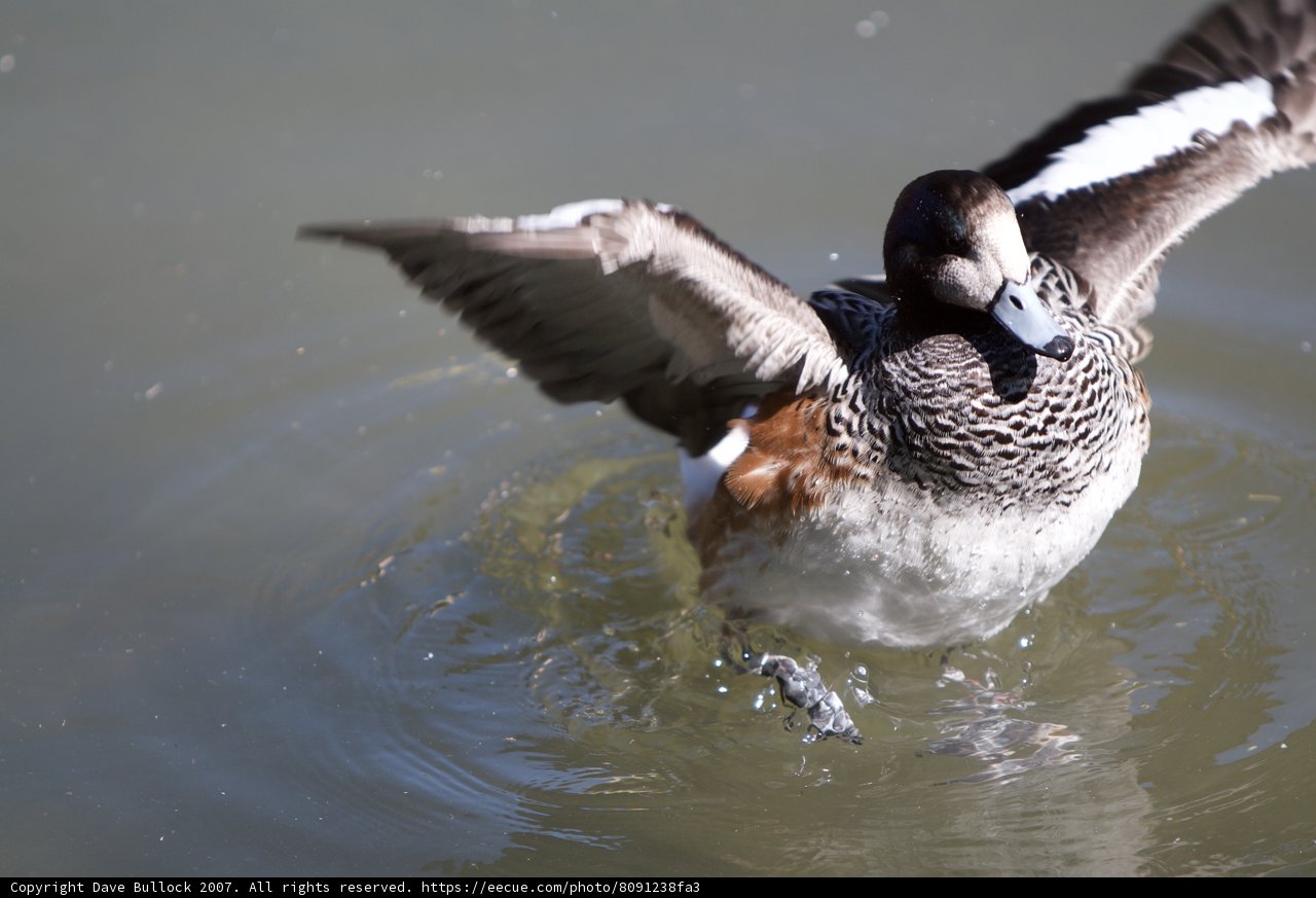 Soaring Teal Duck in the Wild