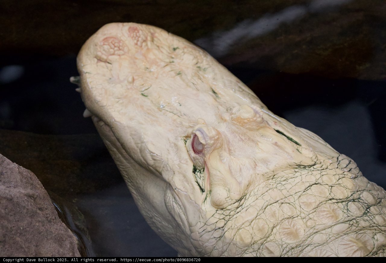 Glacial Gaze: The Enigmatic White Crocodile