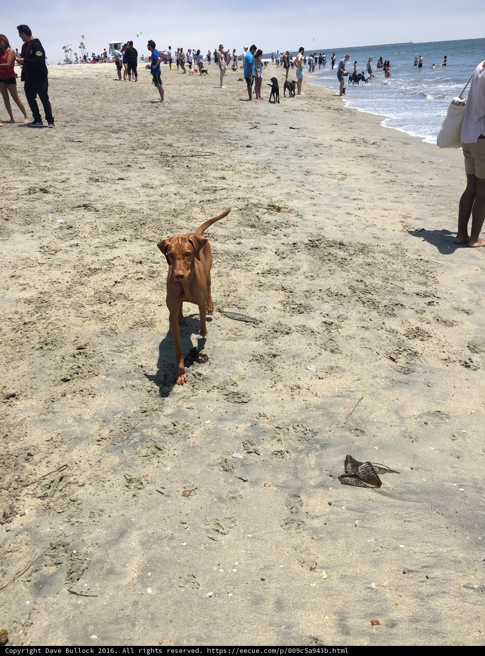 Beach Canine