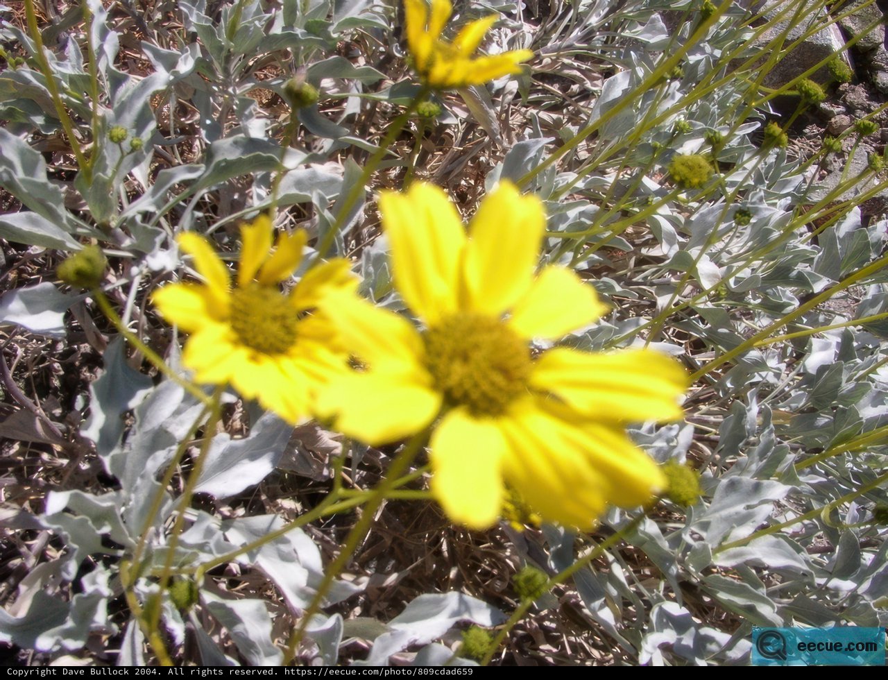 Desert Blooms