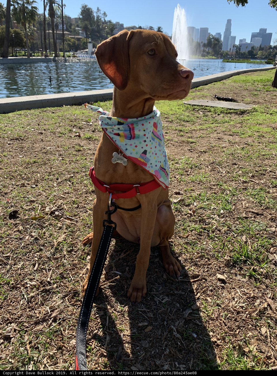 Serene Pooch in the City