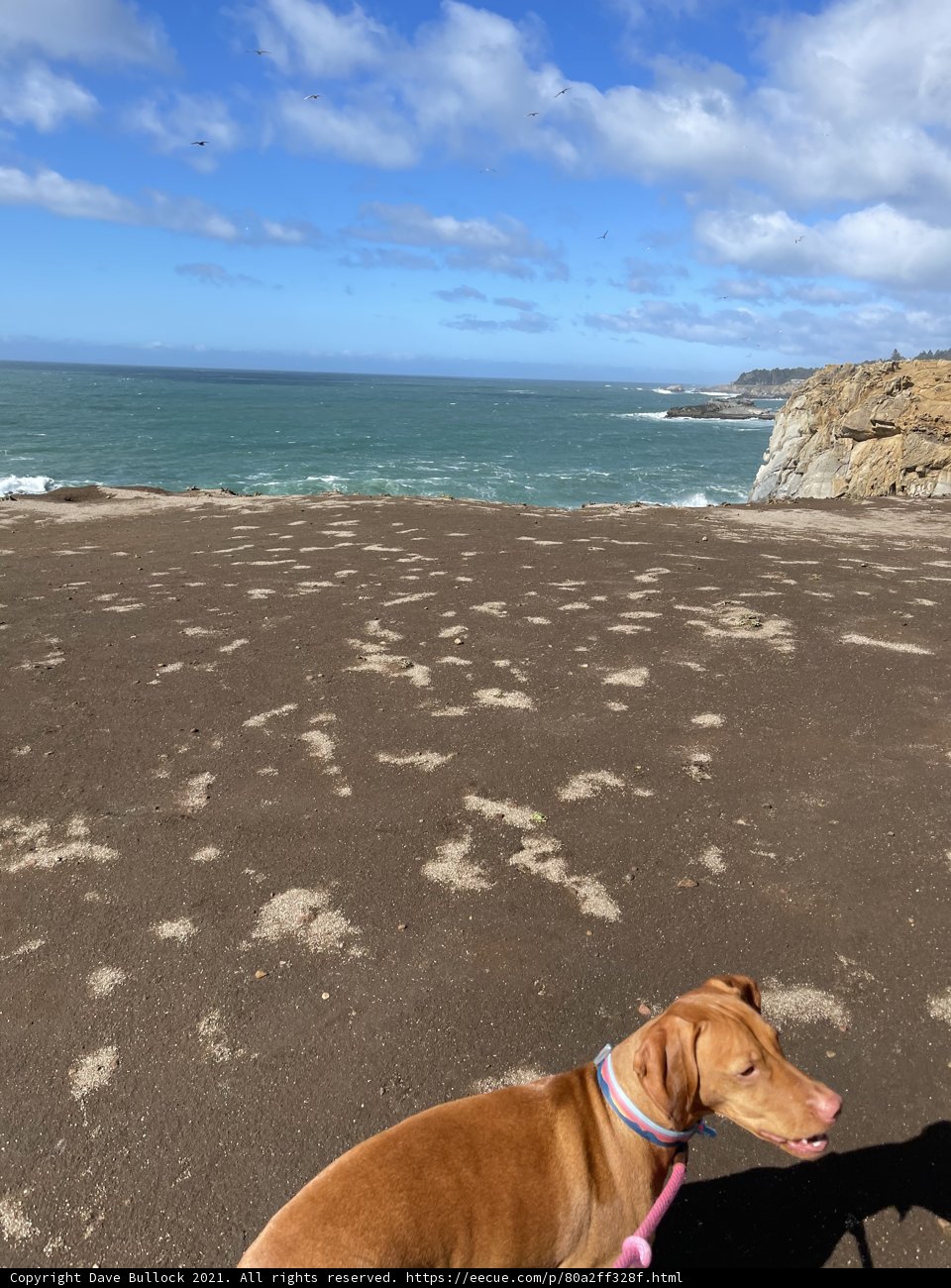 Beach Day with My Furry Friend
