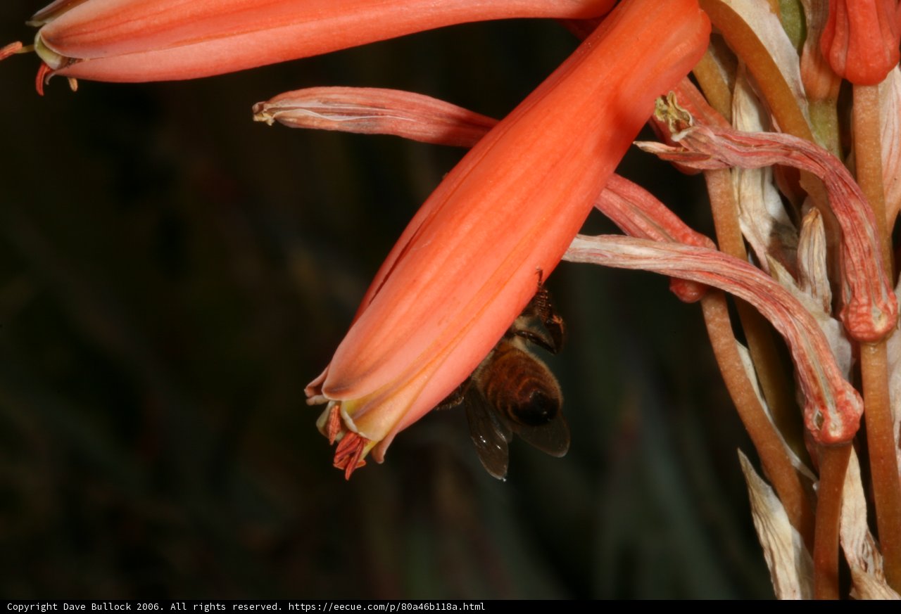 Bee's Lunch on a Red Flower
