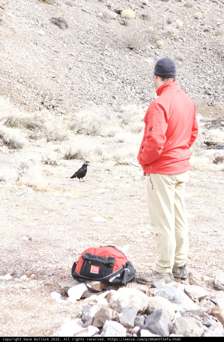 Red Jacket Man and His Feathered Friend