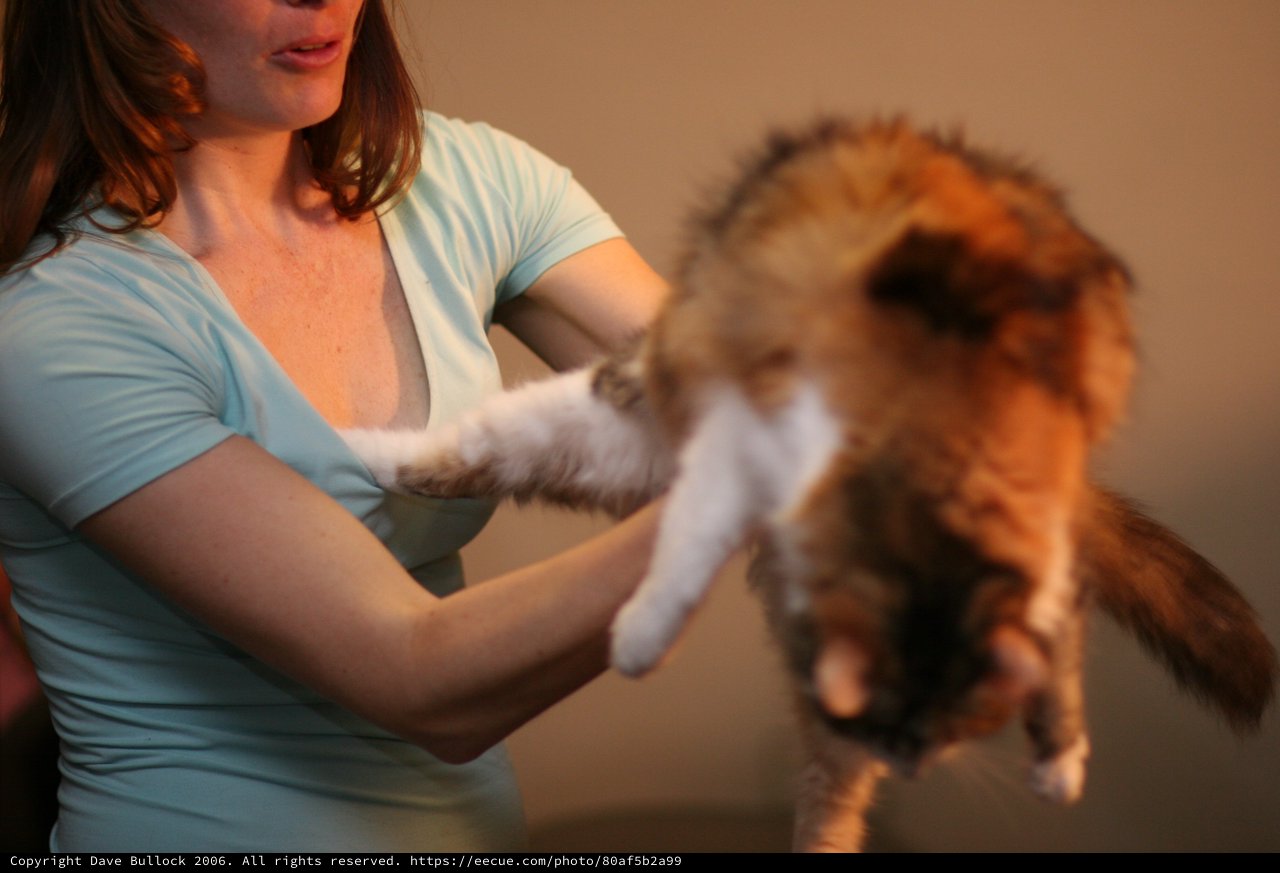 Woman Holds Squirming Fluffy Cat in Warm Light