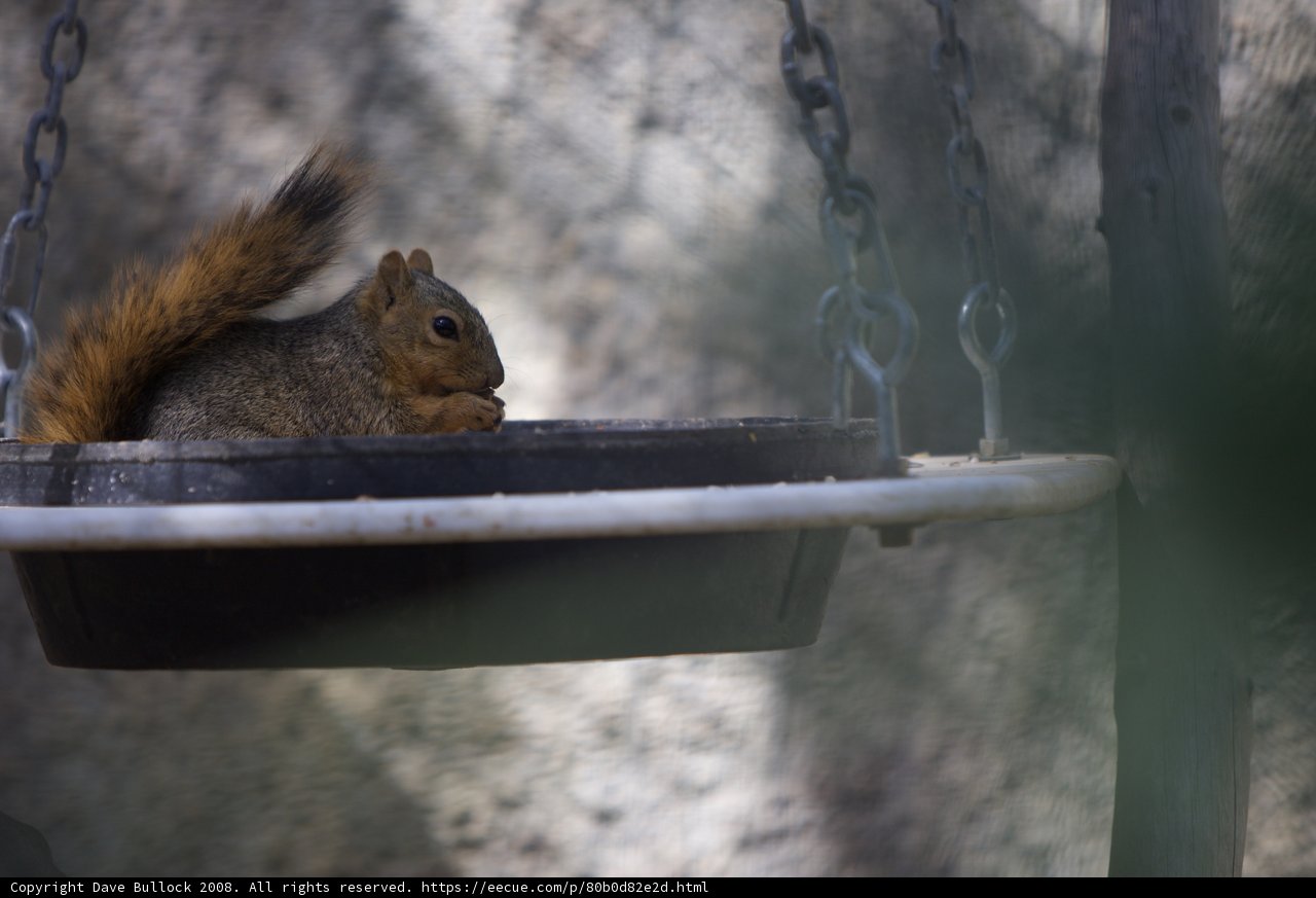 Feeding Frenzy