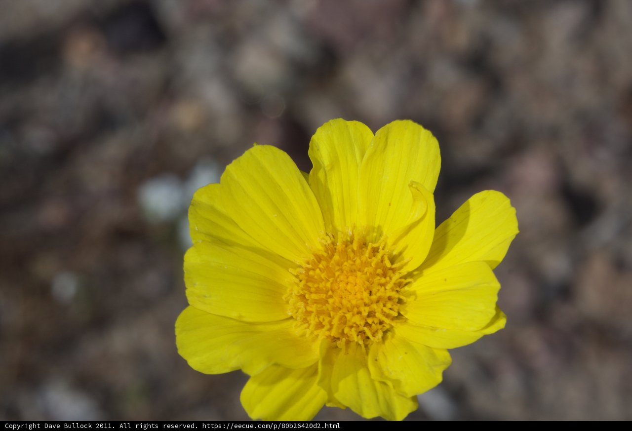 Desert Bloom