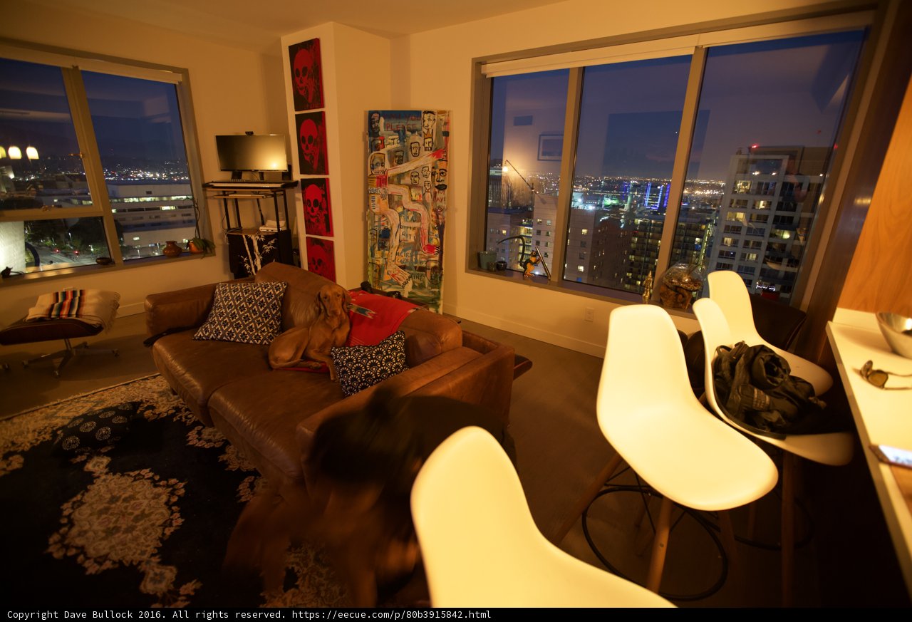 Cozy Living Room with a Furry Companion