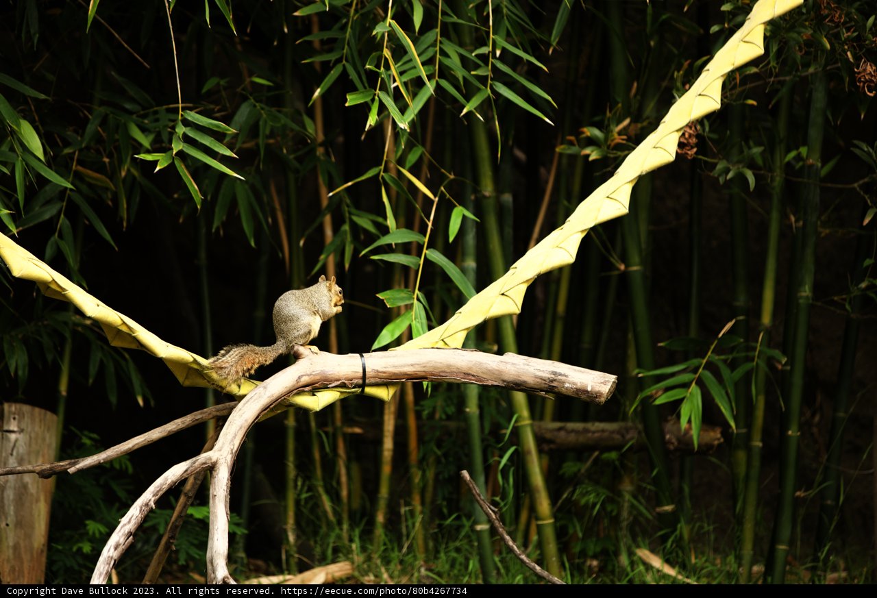 Nature's Whiskers: The Oakland Zoo Squirrel