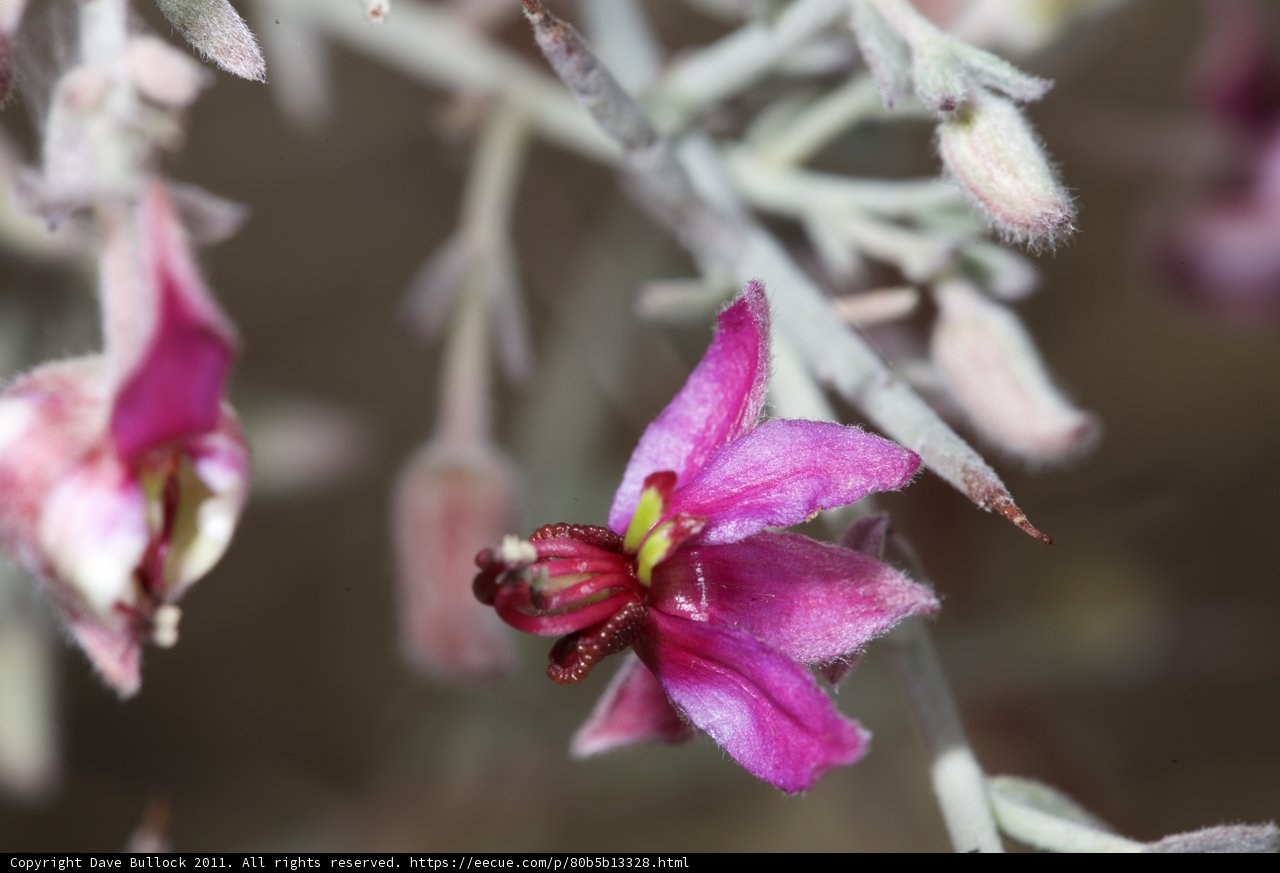 Pink Geranium Blossom