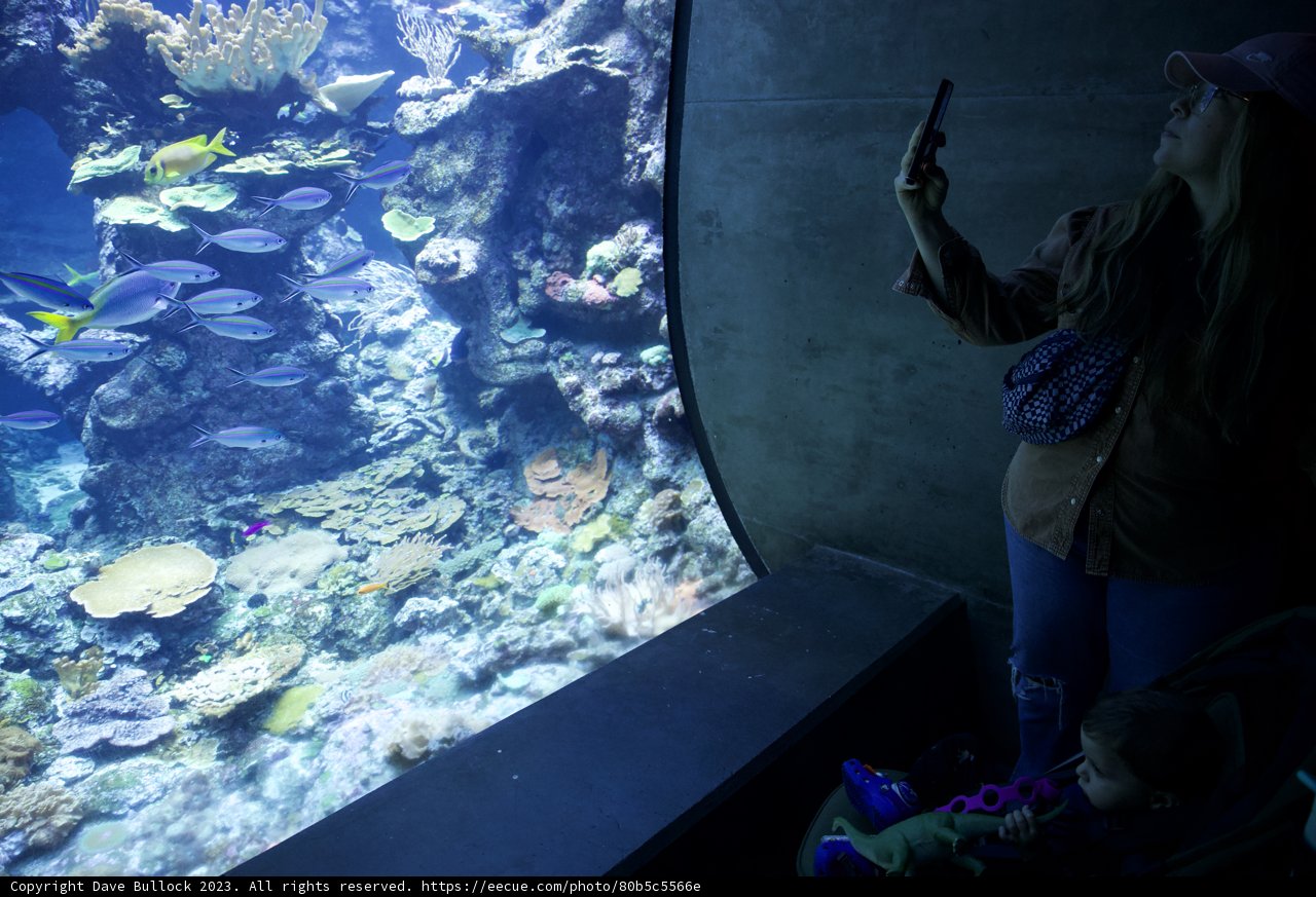 Enchanted by the Depths: A Day at the Academy of Sciences