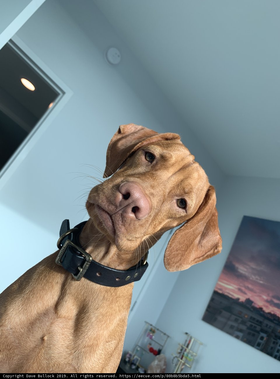 San Francisco Pup Poses for Camera