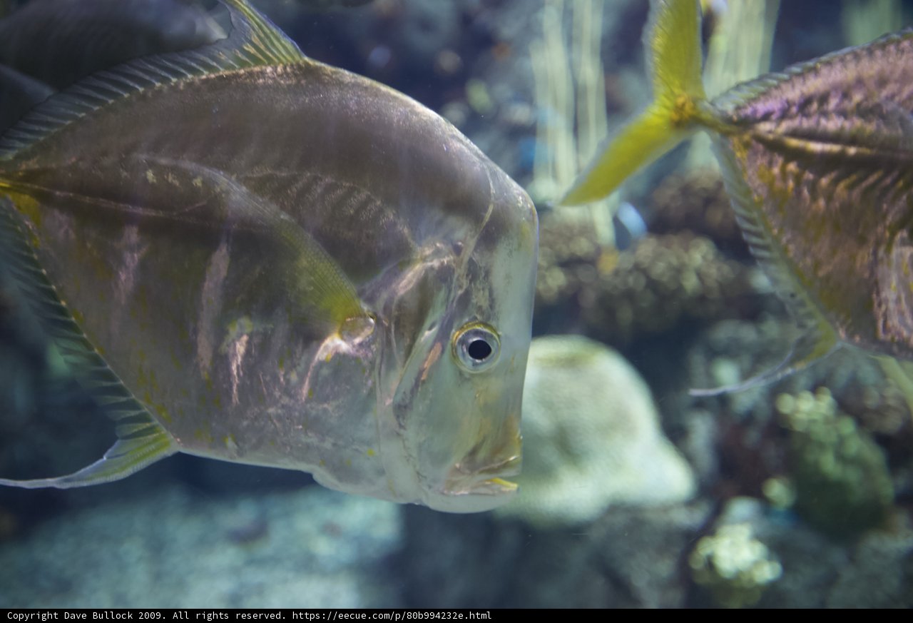 The Beauty of Aquatic Life
