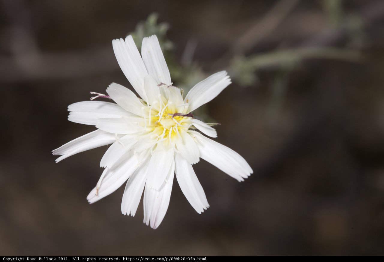 White Daisy in Bloom