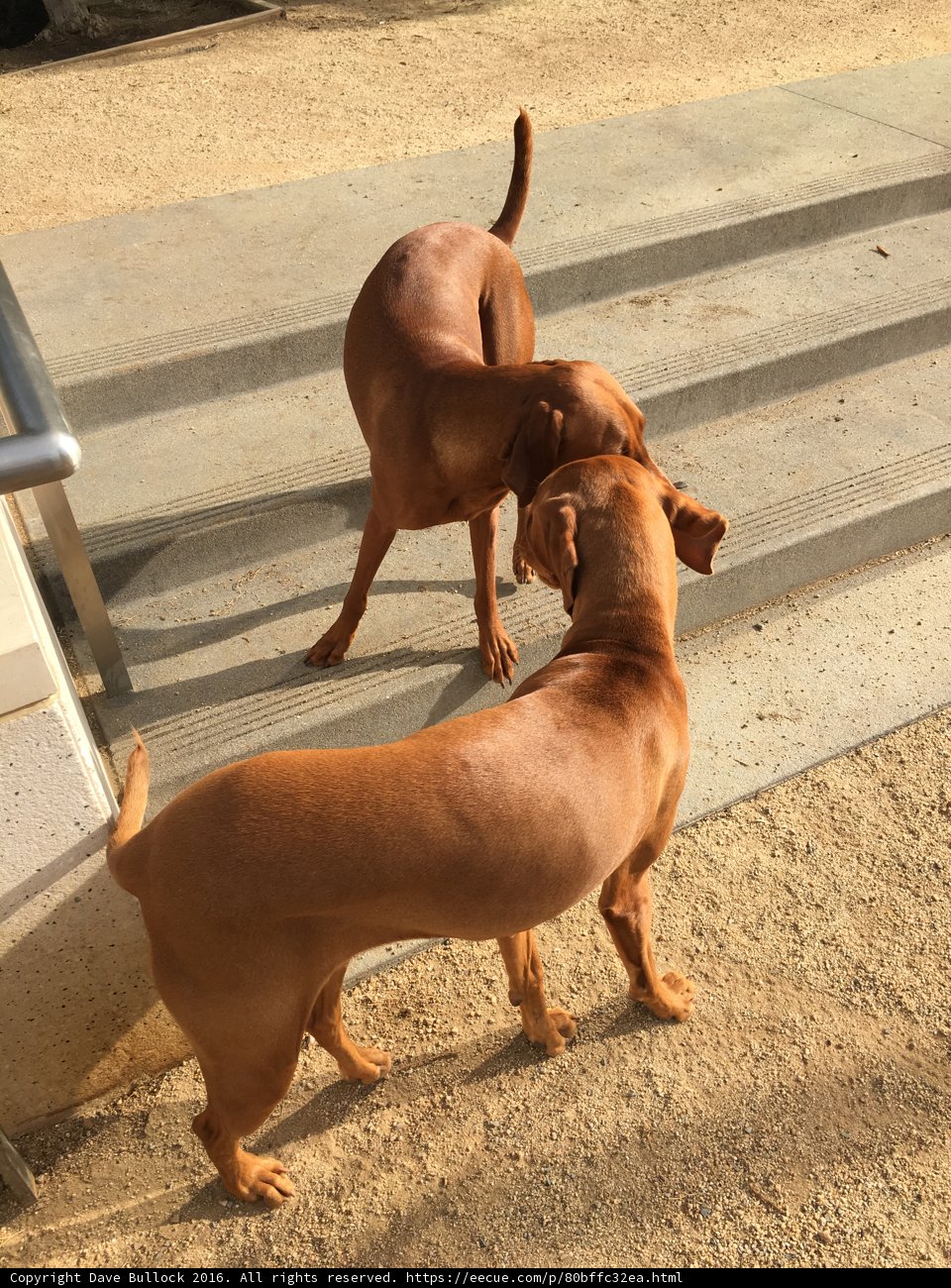 Canine Encounter on a Los Angeles Sidewalk