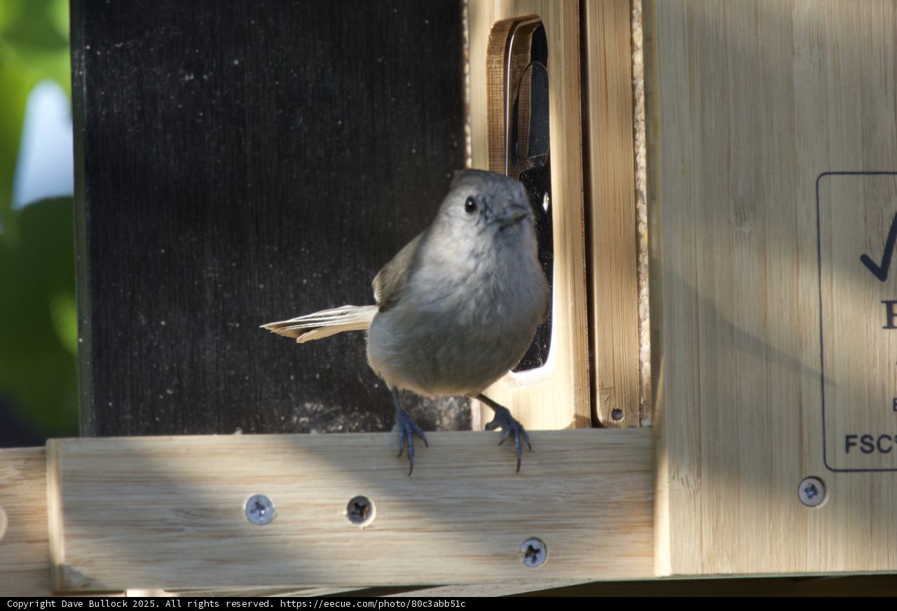 A Curious Perch
