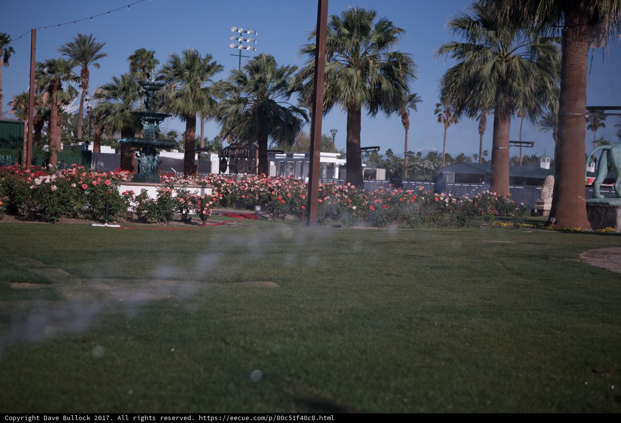 Palm trees and grass at Coachella Stadium