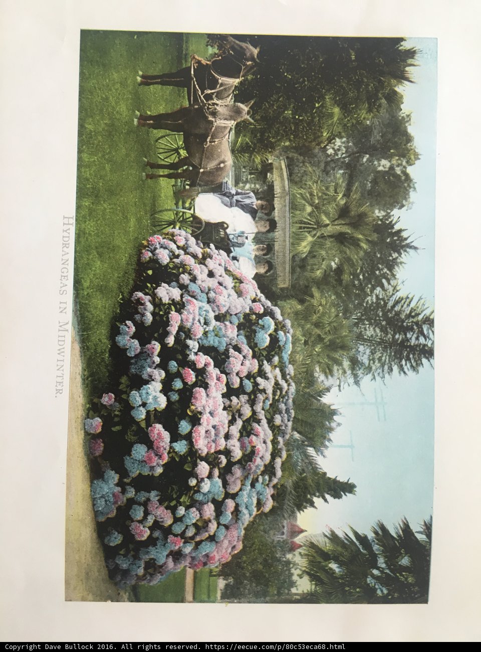 Vintage Horse and Carriage Postcard