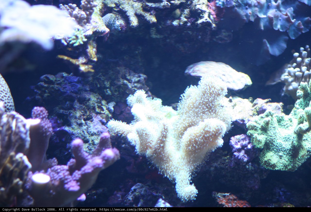 A Vibrant Coral Reef Underwater